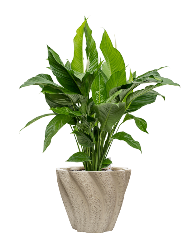 Spathiphyllum 'Sweet Lauretta' en Drift, D&M