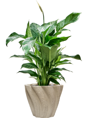 Spathiphyllum 'Sweet Lauretta' en Drift