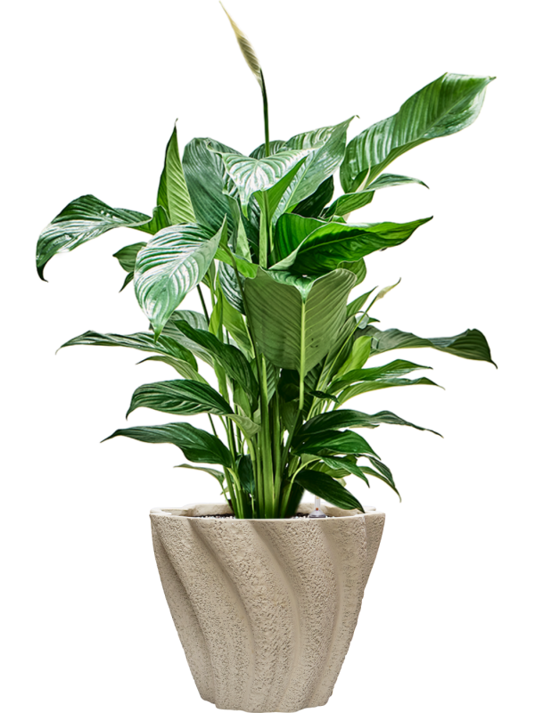 Spathiphyllum 'Sweet Lauretta' en Drift, D&M
