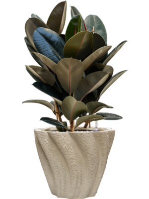 Ficus elastica 'Abidjan' en Drift