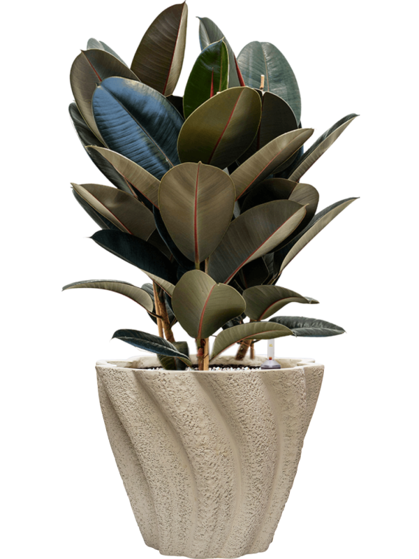 Ficus elastica 'Abidjan' en Drift, D&M