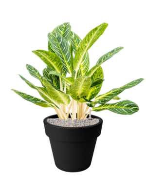 Aglaonema 'Key Lime' en Green Basics