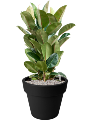 Ficus elastica 'Robusta' en Green Basics
