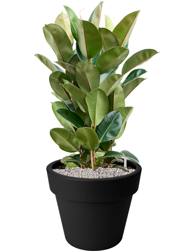 Ficus elastica 'Robusta' en Green Basics, Elho