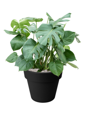 Monstera deliciosa en Green Basics