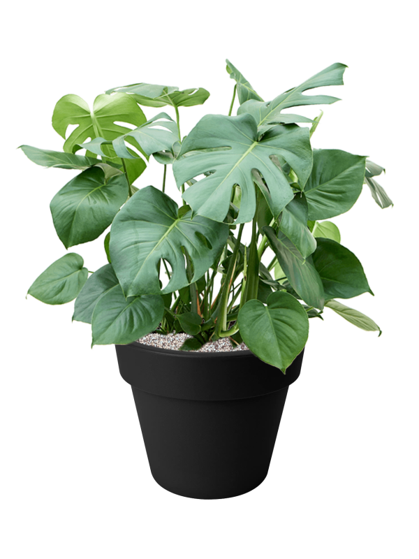 Monstera deliciosa en Green Basics, Elho