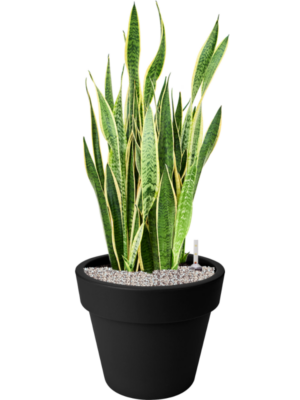 Sansevieria trifasciata 'Laurentii' en Green Basics