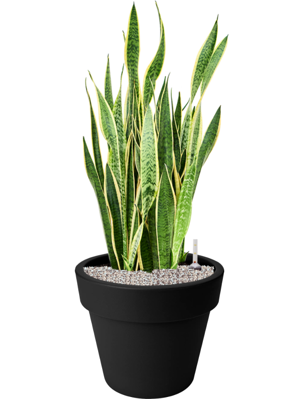 Sansevieria trifasciata 'Laurentii' en Green Basics, Elho