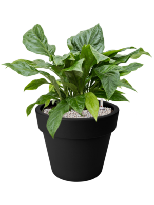Anthurium elipticum 'Jungle Bush' en Green Basics