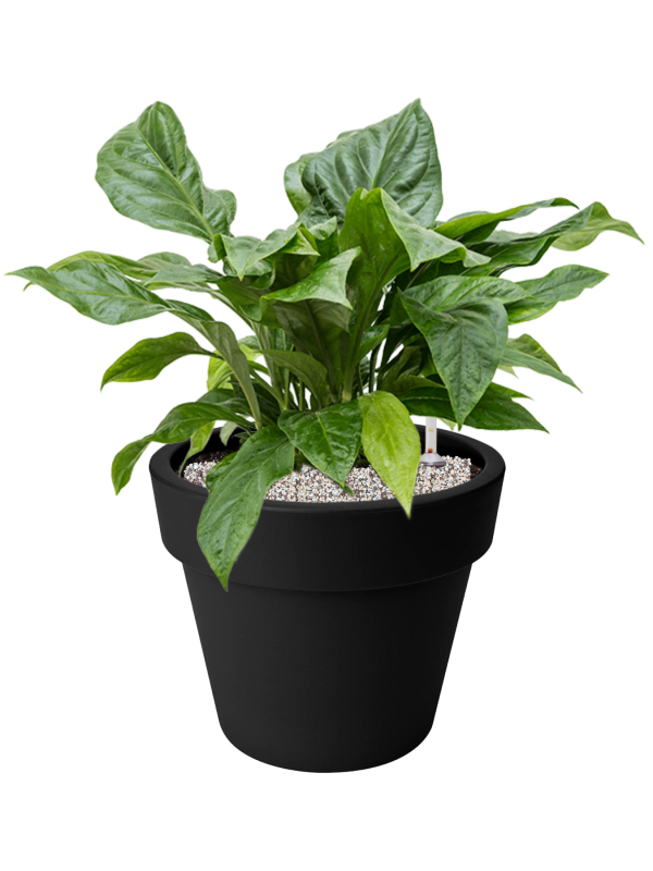 Anthurium elipticum 'Jungle Bush' en Green Basics, Elho