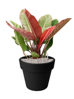 Philodendron 'Prince of Orange' en Green Basics