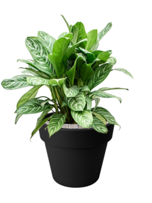 Aglaonema 'Stripes' en Green Basics