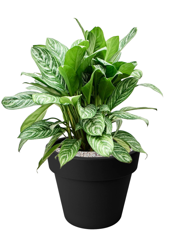 Aglaonema 'Stripes' en Green Basics, Elho