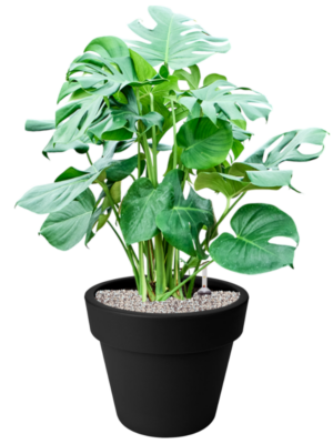 Monstera deliciosa en Green Basics