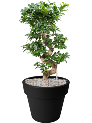 Ficus microcarpa 'Compacta' en Green Basics