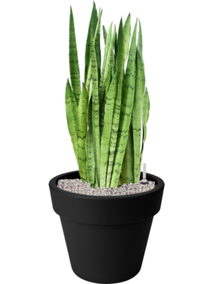 Sansevieria trifasciata 'Silver Mist' en Green Basics