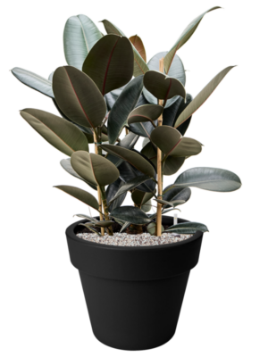Ficus elastica 'Abidjan' en Green Basics