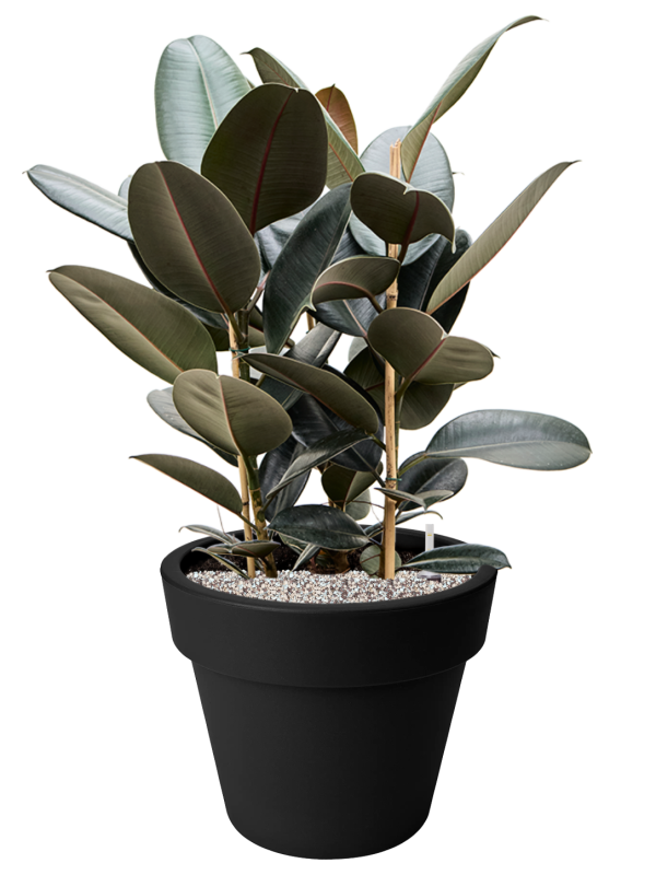Ficus elastica 'Abidjan' en Green Basics, Elho