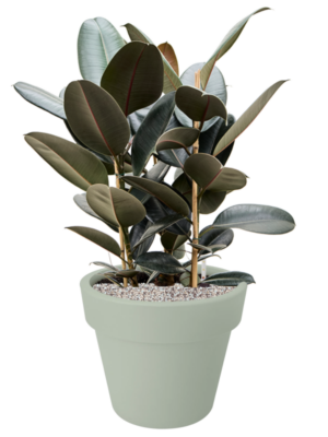 Ficus elastica 'Abidjan' en Green Basics