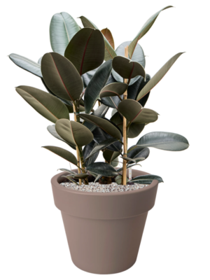 Ficus elastica 'Abidjan' en Green Basics