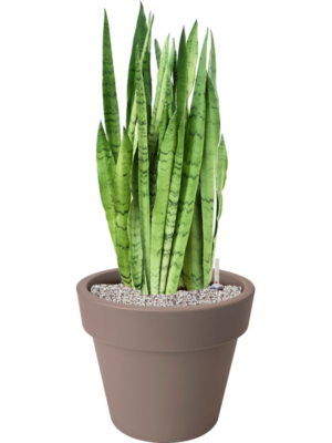 Sansevieria trifasciata 'Silver Mist' en Green Basics