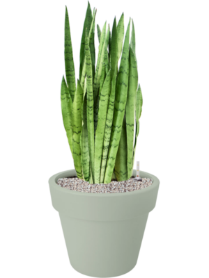 Sansevieria trifasciata 'Silver Mist' en Green Basics