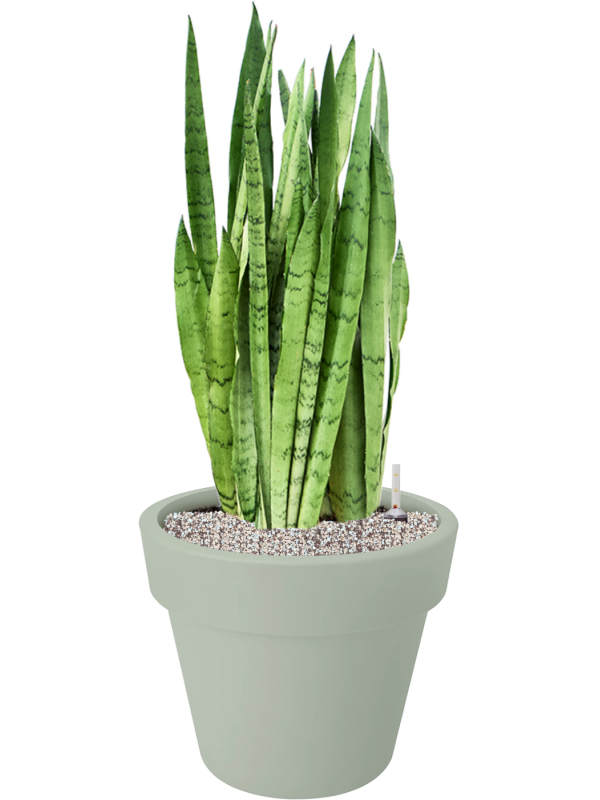 Sansevieria trifasciata 'Silver Mist' en Green Basics, Elho