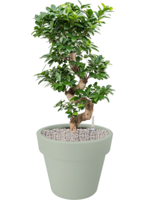 Ficus microcarpa 'Compacta' en Green Basics