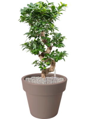 Ficus microcarpa 'Compacta' en Green Basics