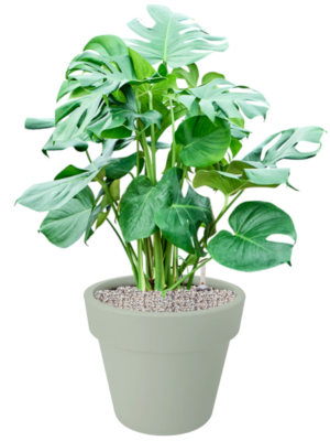 Monstera deliciosa en Green Basics