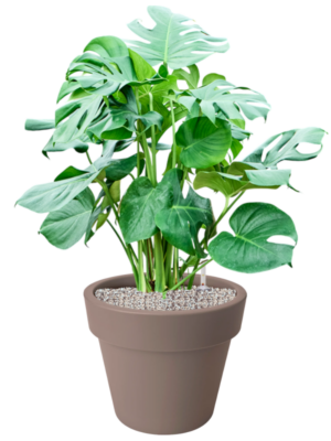 Monstera deliciosa en Green Basics