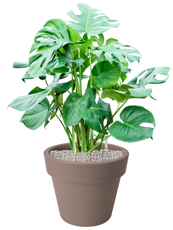 Monstera deliciosa en Green Basics, Elho