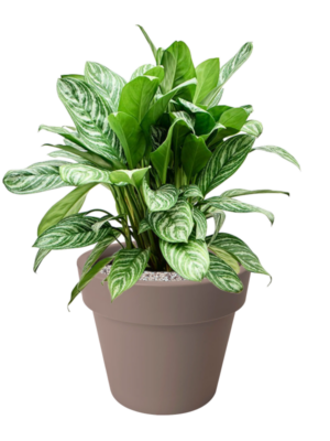 Aglaonema 'Stripes' en Green Basics