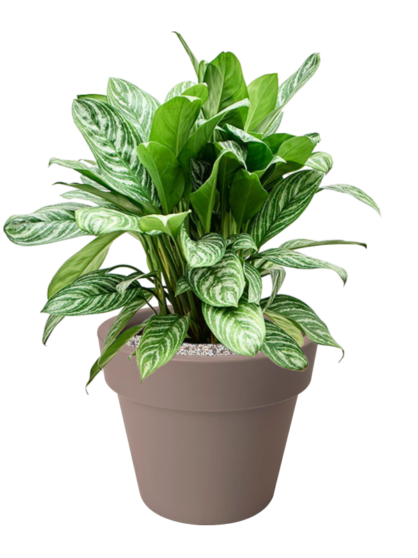 Aglaonema 'Stripes' en Green Basics, Elho