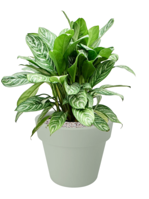 Aglaonema 'Stripes' en Green Basics