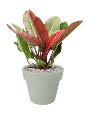 Philodendron 'Prince of Orange' en Green Basics