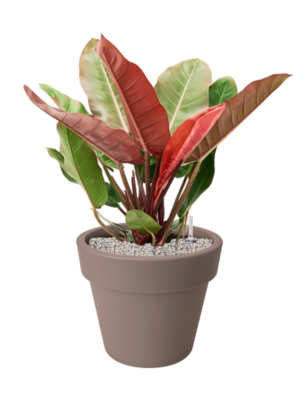 Philodendron 'Prince of Orange' en Green Basics