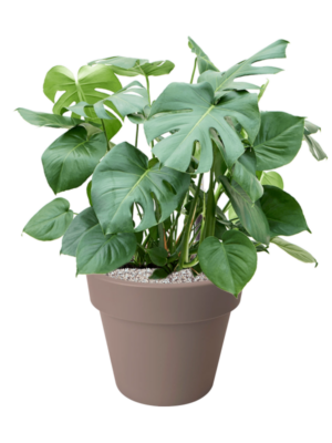 Monstera deliciosa en Green Basics