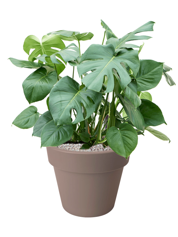 Monstera deliciosa en Green Basics, Elho