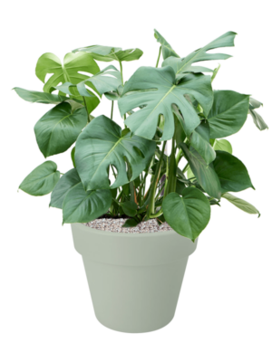 Monstera deliciosa en Green Basics