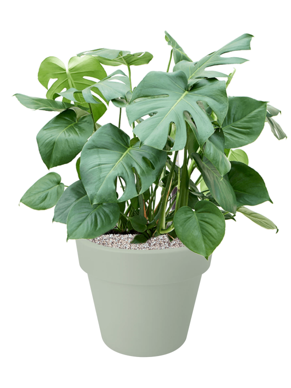 Monstera deliciosa en Green Basics, Elho