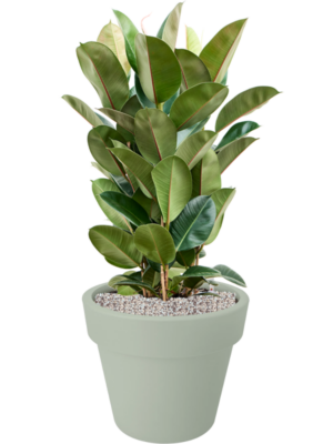 Ficus elastica 'Robusta' en Green Basics