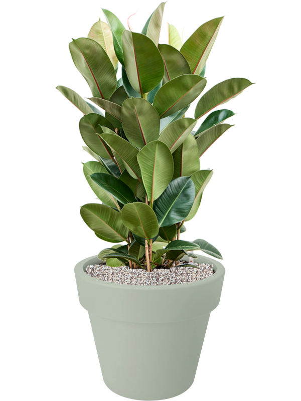 Ficus elastica 'Robusta' en Green Basics, Elho