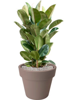 Ficus elastica 'Robusta' en Green Basics