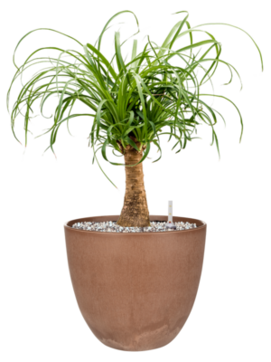 Beaucarnea recurvata en Artstone