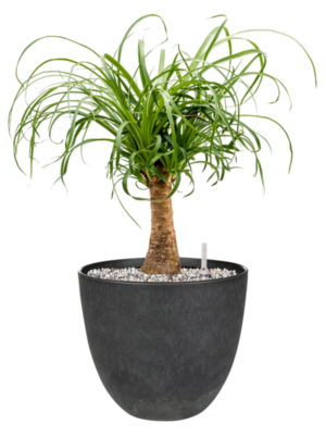 Beaucarnea recurvata en Artstone