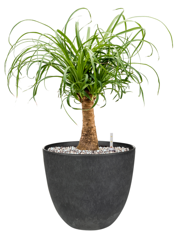 Beaucarnea recurvata en Artstone