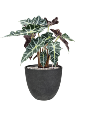 Alocasia 'Polly' en Artstone