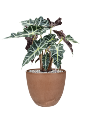Alocasia 'Polly' en Artstone