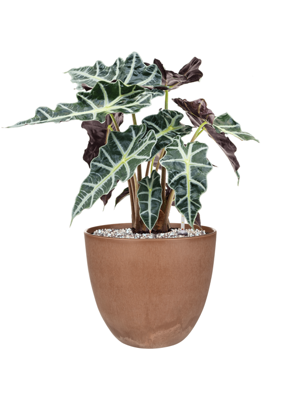 Alocasia 'Polly' en Artstone